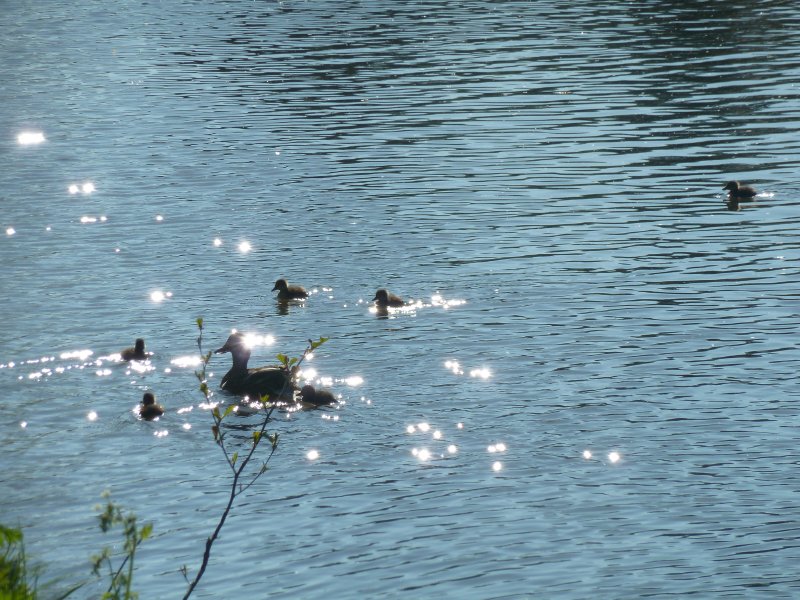 CANNE ET SES CANNETONS COLVERT. GIOIA BORNE